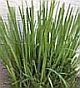 Lemongrass